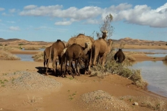 marruecos diciembre 2014 1014